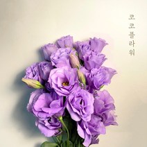 [코코 플라워] 리시안셔스 연보라 색상 생화택배 꽃배달싼곳 반단 한단