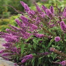 붓들레아 투티프루피 17cm화분 부들레야 신품종, 1개