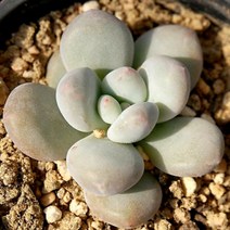 후레뉴 예쁜 다육 랜덤 1023-03, 단품, 1개