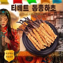 티베트 야생 동충하초 피로회복, 5g, 1개