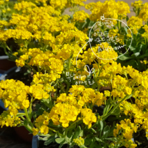 암석알리섬 [4포트](복남이네 야생화 모종 지피 바위냉이 alyssum)알리숨 골드코볼드