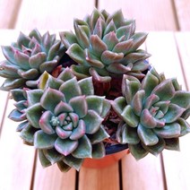 아르제 실내 키우기 쉬운 거실 다육 화분4-70 랜덤발송, 단품