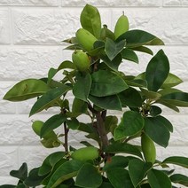 모과나무150