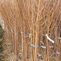 자두(추희) 특묘목 1주 접목 모종 모나무 원예 나무, 본상품선택, 1개