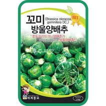 꼬미방울양배추 500립 / 양배추씨앗 양배추씨 방울양배추씨앗 미니양배추씨앗 미니양배추씨