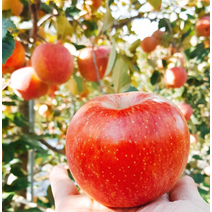 홍천사과 고랭지사과 아리수사과10kg 흠과 기스못난이사과 사과따기체험 사과빵 사과쥬스, 상세페이지 참조