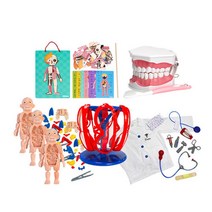 치아모형 인체공부 의사가운 병원놀이 유치원행사 방과후 상황극