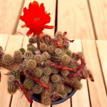 꽃피는 백단선인장 키우기 쉬운 다육 식물 1-40랜덤발송, 단품