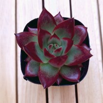 홍시 키우기 쉬운 거실 다육 화분100 랜덤발송, 단품