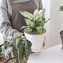 몬스테라 수국 싱고니움 식물 분갈이 화분 호박잎 고기채소 작물 고추 주말농장 텃밭, 화이트