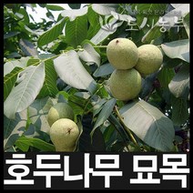 호두나무묘목/호두묘목/호두나무/실1년2주/도시농부