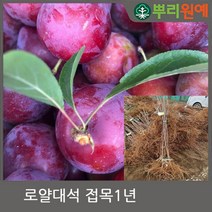 [뿌리원예] 로얄대석 자두나무 묘목 / 접목묘 1년생