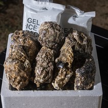 통영 생굴 석화 하프셀 통영굴 통영생굴 깐굴 500g 1kg 2kg 3kg 횟감 용, <e.2> 삼배체 석화 4kg” class=”wr-img”></a></div>
</div>
</div>
</div>
<div class=