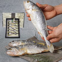 명품 법성포 영광 굴비 선물세트 특대 참조기 보리굴비 찐보리굴비 10미 20미 가정용 선물용 생선 선물 세트, 02. 20마리 굴비선물세트 1.9kg