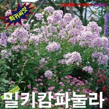 (씨앗) 밀키캄파눌라 (Milky Campanula) 혼합색 15립