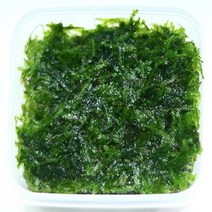 삼각 모스 스퀘어 무결점 음성 수초.미미네아쿠아