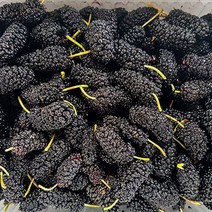 푸드맛봄 23년 고창 냉동 오디 특품 과상 2호 2kg(트레이), 단일옵션
