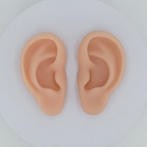 실리콘 귀모형, 오른쪽 귀