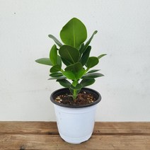 20~40cm 크루시아 쿠루시아 중품 인기관엽 89