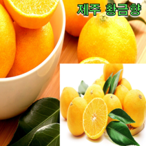 제주 황금향 2.5kg 4.5kg 서귀포귤 후숙과일 달콤한 과육, 황금향 4.5kg 10-25과