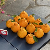 [제주해피박스]제주도 고당도 한라봉 산지직송 택배 가정용 선물용 과일무게만 3kg 5kg, 귀엽고 맛 좋은 한라봉 선물용5kg(12-18과)