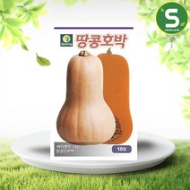 솔림텃밭몰 땅콩호박씨앗 10립 덩굴성 땅콩호박 버터넛 호박씨앗