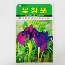 꽃창포씨20립