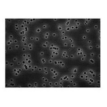 EMD Millipore Isopore TETP04700 Polycarbonate Filter Membrane Hydrophilic 8µm Pore Size 47mm Filt, 8µm Pore Size, 47mm Filter Dia, White