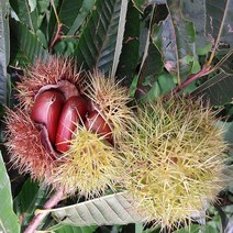 첫수확 선별발송 햇밤 2kg-3kg, 햇밤 2kg(대), 1개