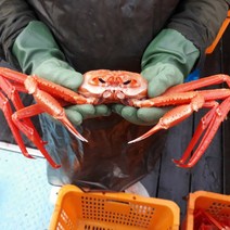홍게 동해안 당일바리 고급 / 최상급 / 일반 홍게 마켓통 동해 자숙홍게, 일반 자숙 홍게 10마리 내외, 1개