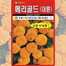 메리골드씨앗 10립 대륜 메리골드 꽃씨앗 야생화 꽃씨 종자, 1개