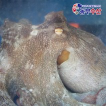 동부수산 국산 남해 한입 냉동문어 한마리 살아있는 돌문어 700g, 1개, 2.생물 돌문어 1kg (2~4마리)
