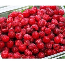 냉동 산딸기생과 3kg / 국내산 고산지대 냉동 생산딸기 산딸기 열매 2023년산 농원 직송