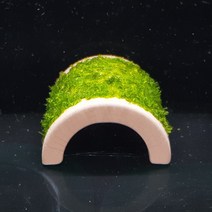 미니삼각모스(미니크리스마스) 새우놀이터(대나무 모양 활착) 음성 수초 키우기 초보 치어 치비 구피 새우 은신처 어항 꾸미기