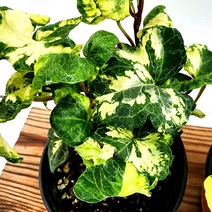 꽃나무팜 황금무늬프릴아이비 무늬식물 송악아이비 키우기쉬운 공기정화식물 행잉플랜트