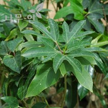 [나무인] 황칠나무묘목 키50cm, 1개