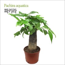 파키라 / 수경재배식물 / 공기정화, 1개