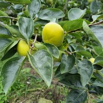 경남 햇 단감 2.5kg 14-18개 어른선물 비타민 신선한과일 감말랭이 감식초 감스무디, 단품, 단품