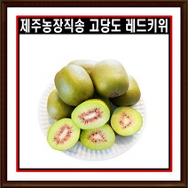 제주농장직송 고당도 레드키위 중대사이즈 2kg 3kg 5kg 다이어트 과일, 중대_40과전후(3kg)