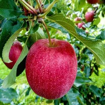 사과나무 이중접목부사(M26) 부사미야비(M26 대목 자근묘) 기둥사과나무, 사과나무 묘목 기둥사과 1년생
