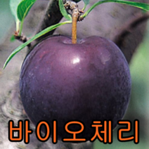 바이오체리(흑자두)나무 접목1년특묘3그루 나무 묘목 바이오체리나무