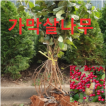(성실농원)가막살나무 묘목 키120센치 2그루