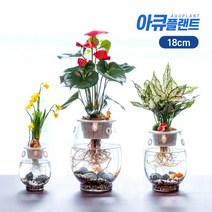아큐플랜트 어항 화분 소형 18cm 미니어항 수중 수경재배 수초어항 사무실 거실인테리어, 18어항_행운목세트