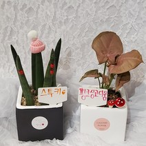 가홈플라워 3p 스투키 핑크싱고디움 나한송 공기정화 식물 생화