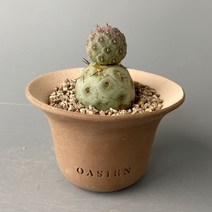 습지야 - 눈사람을 닮은 귀여운 희귀 선인장, 오아지앙 포피팟 (흑/산백 색상), 1개