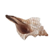 한소픈 여름 장식 소품 조개 소라 껍질 48종 모음 여름디스플레이 인테리어 테마소품 자연 제품 고동, 45.소라_소