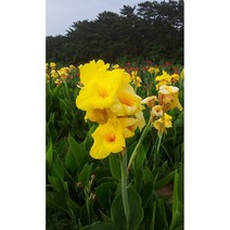 [명일원] 칸나-원예종 노랑 칸나 개화구 5구 1셑