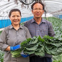 담양 친환경마을 유기농 케일 4kg 3kg 2kg, 1BOX, 유기농 케일 2kg (즙용)