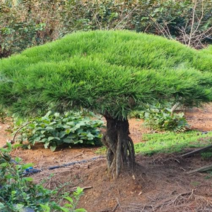 착한가격 나무생각 / 일반반송 / 50~60cm, 주