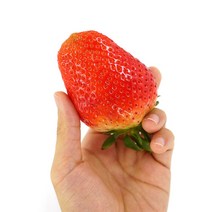 [산지직송] 생 딸기 달달한 하우스 설향 딸기 (대)사이즈, 500g, 1팩